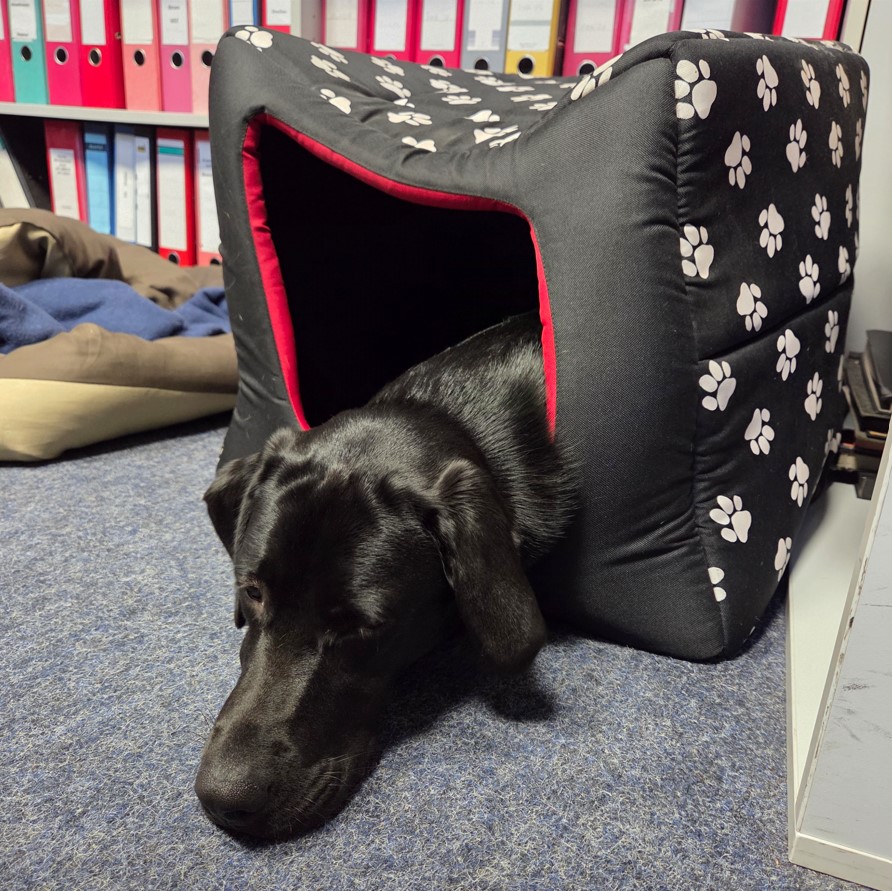 2025 10Erna im Hundehaus 2